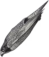 Engraving of a diving peregrine falcon